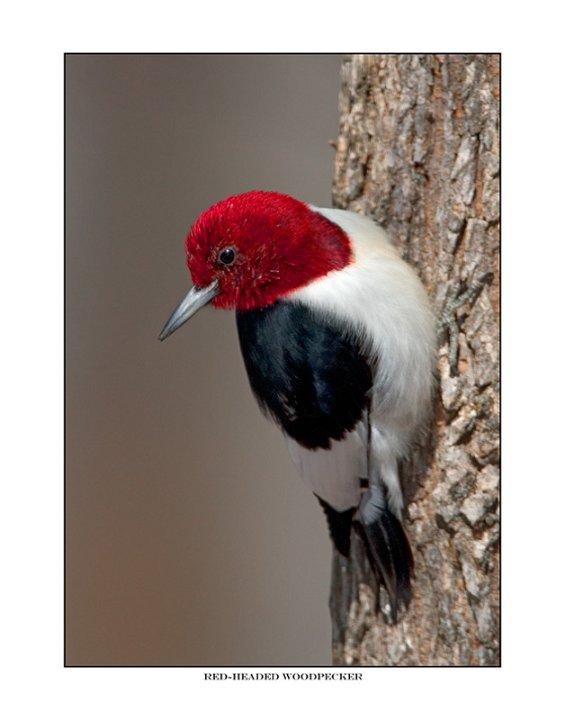 7851-1 red-headed woodpecker.jpg